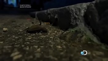 The Hawksbill turtle - Discovery channel méxico